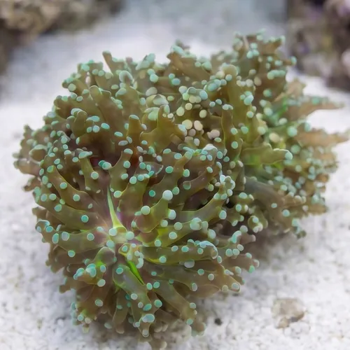 Frogspawn Coral: Green Branch
