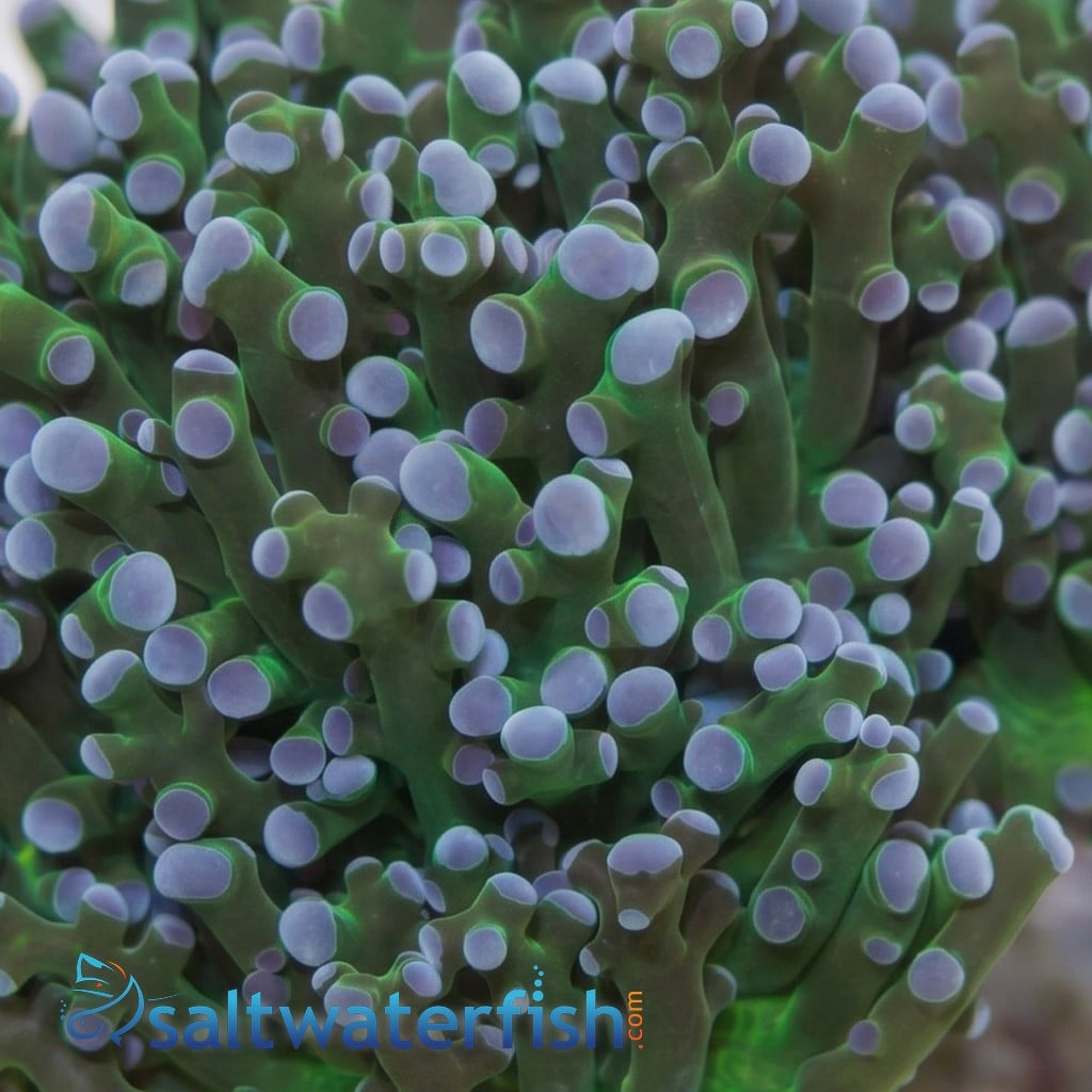 Octospawn Branching: Green w/ Purple Tips - Aquacultured