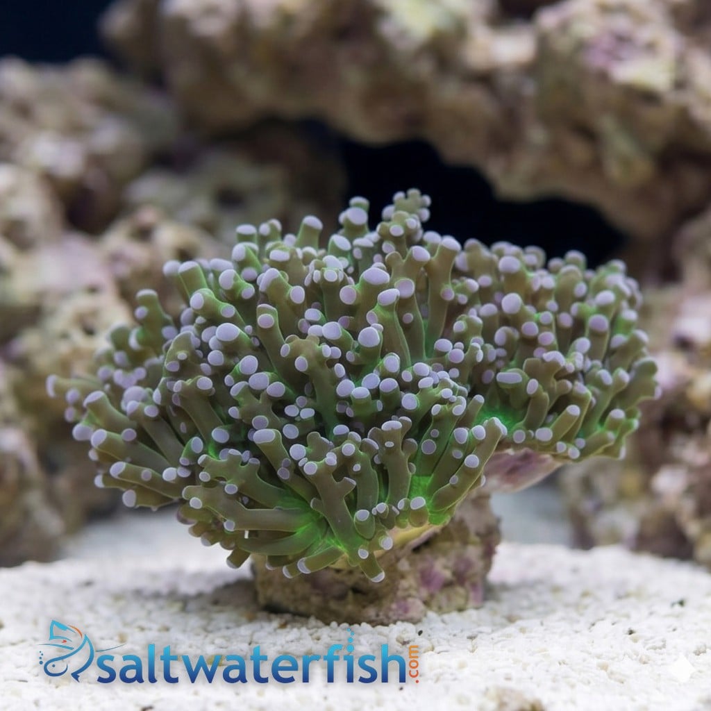 Octospawn Branching: Green w/ Purple Tips - Aquacultured