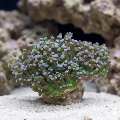 Octospawn Branching: Green w/ Purple Tips - Aquacultured