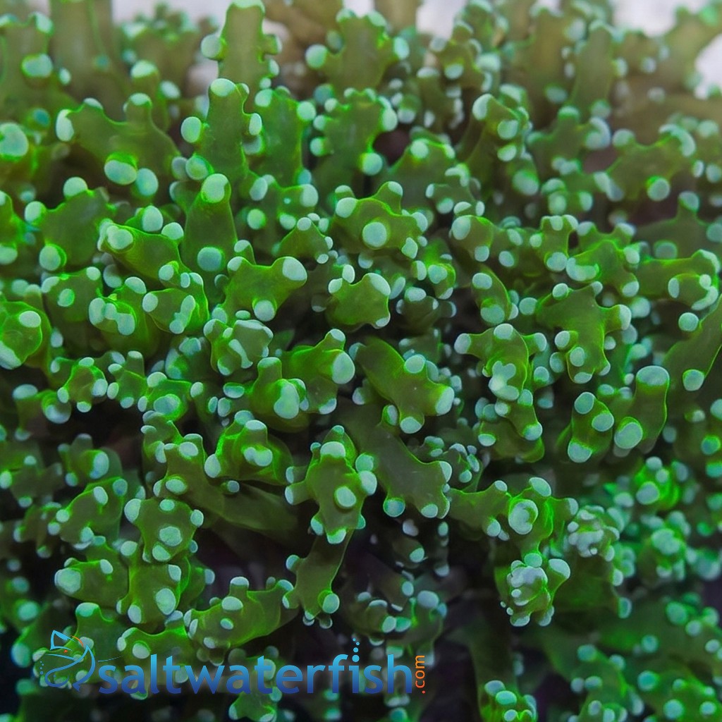 Frogspawn Coral: Green Branch - Indo Pacific