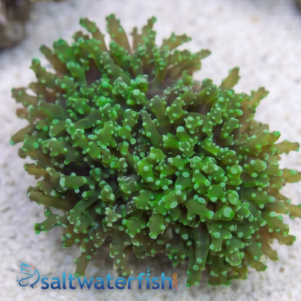 Frogspawn Coral: Green Branch - Indo Pacific