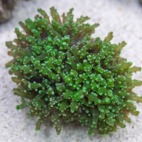 Frogspawn Coral: Green Branch - Indo Pacific