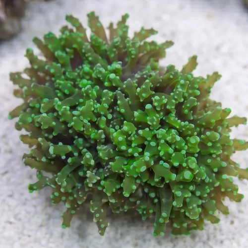 Frogspawn Coral: Green Branch - Indo Pacific