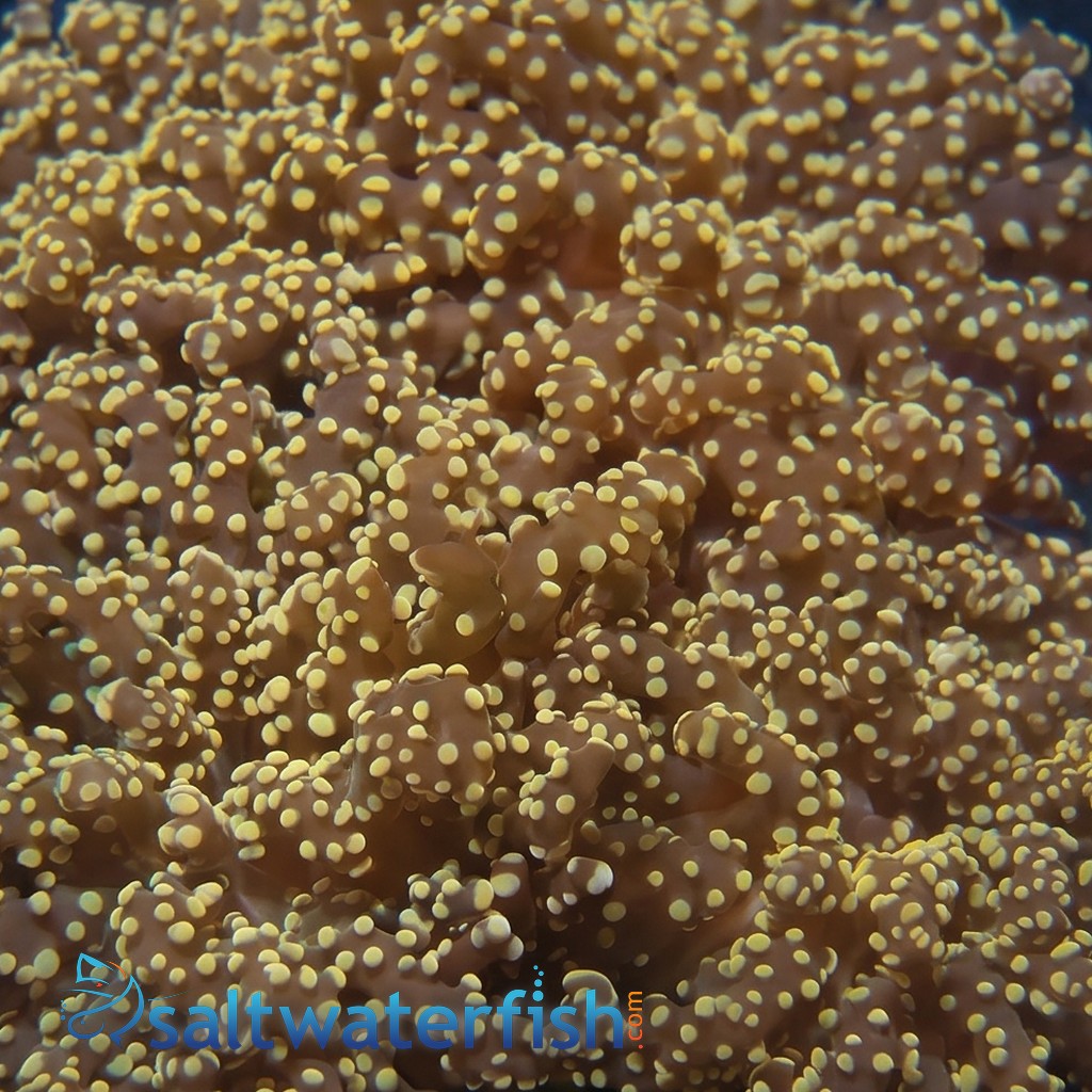 Branching Octofrogspawn Coral: Orange Tips - Aquacultured