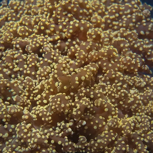 Branching Octofrogspawn Coral: Orange Tips - Aquacultured