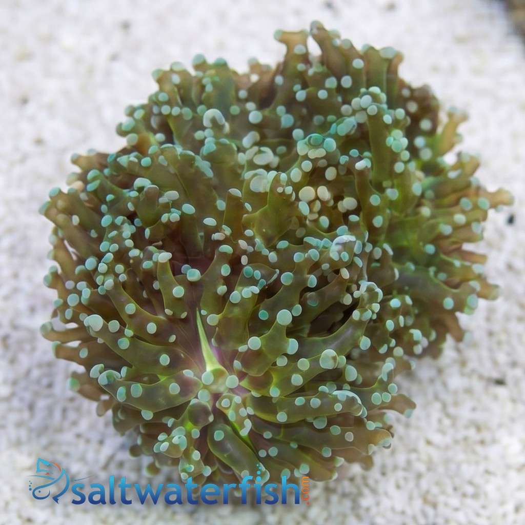 Octospawn Branching: Green - Indo Pacific