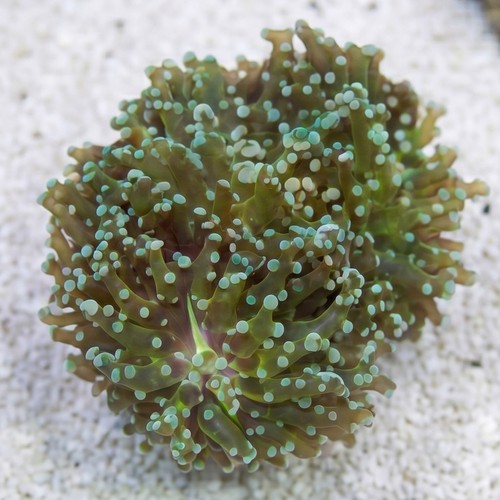 Octospawn Branching: Green - Indo Pacific