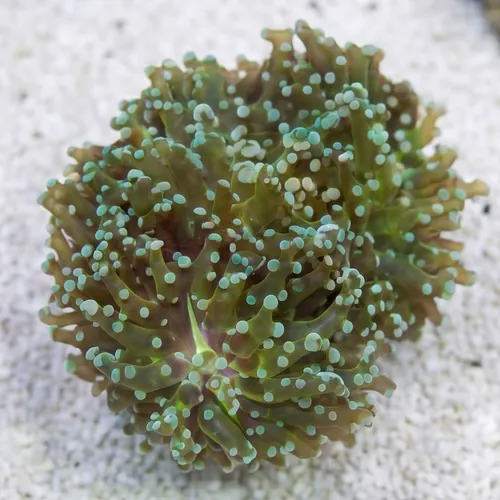 Octospawn Branching: Green - Indo Pacific