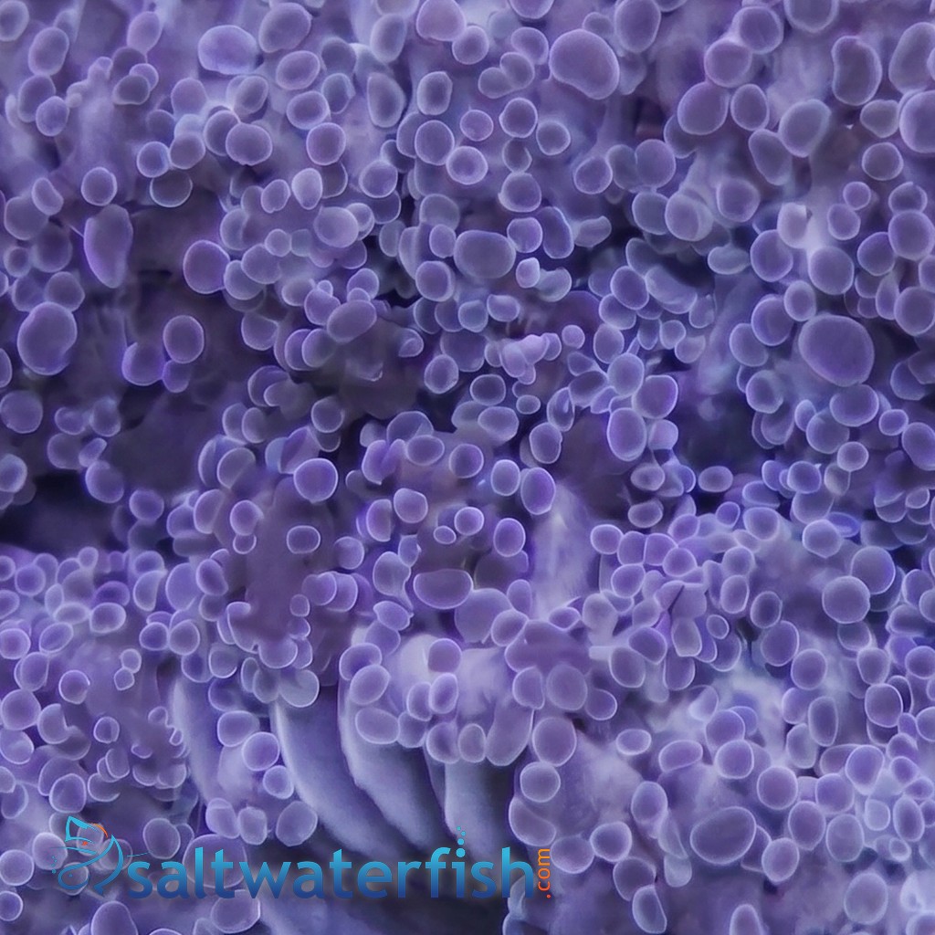 Frogspawn Coral: Pink Branch  