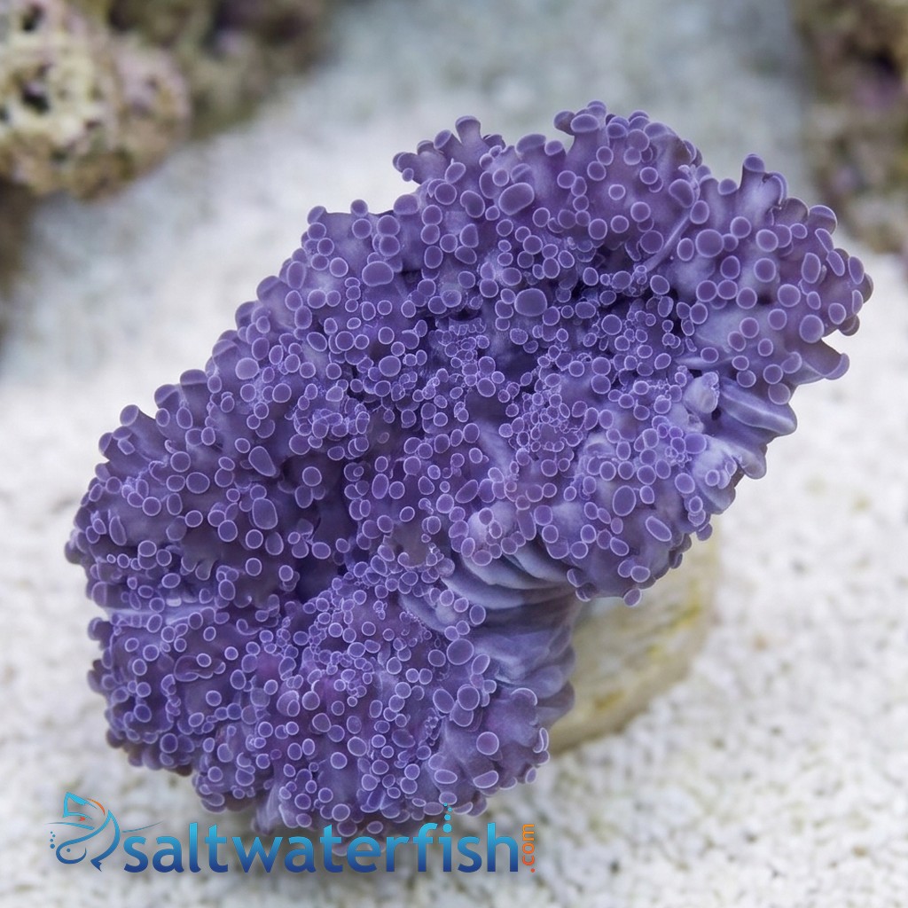 Frogspawn Coral: Pink Branch  