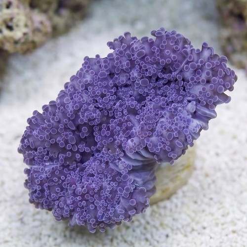Frogspawn Coral: Pink Branch  