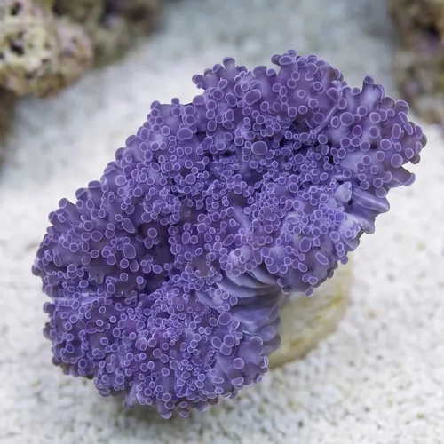Frogspawn Coral: Pink Branch