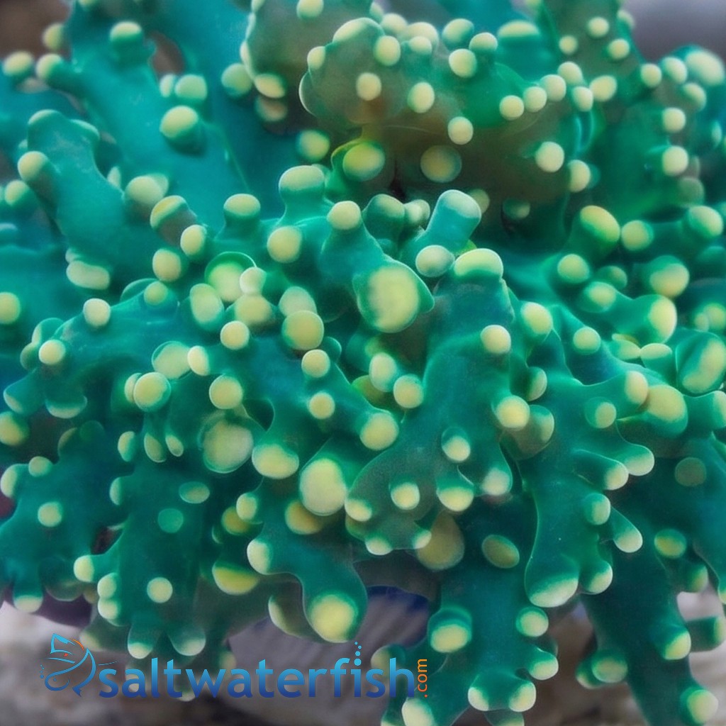 Octospawn Branching: Green w/ Gold Tips - Aquacultured