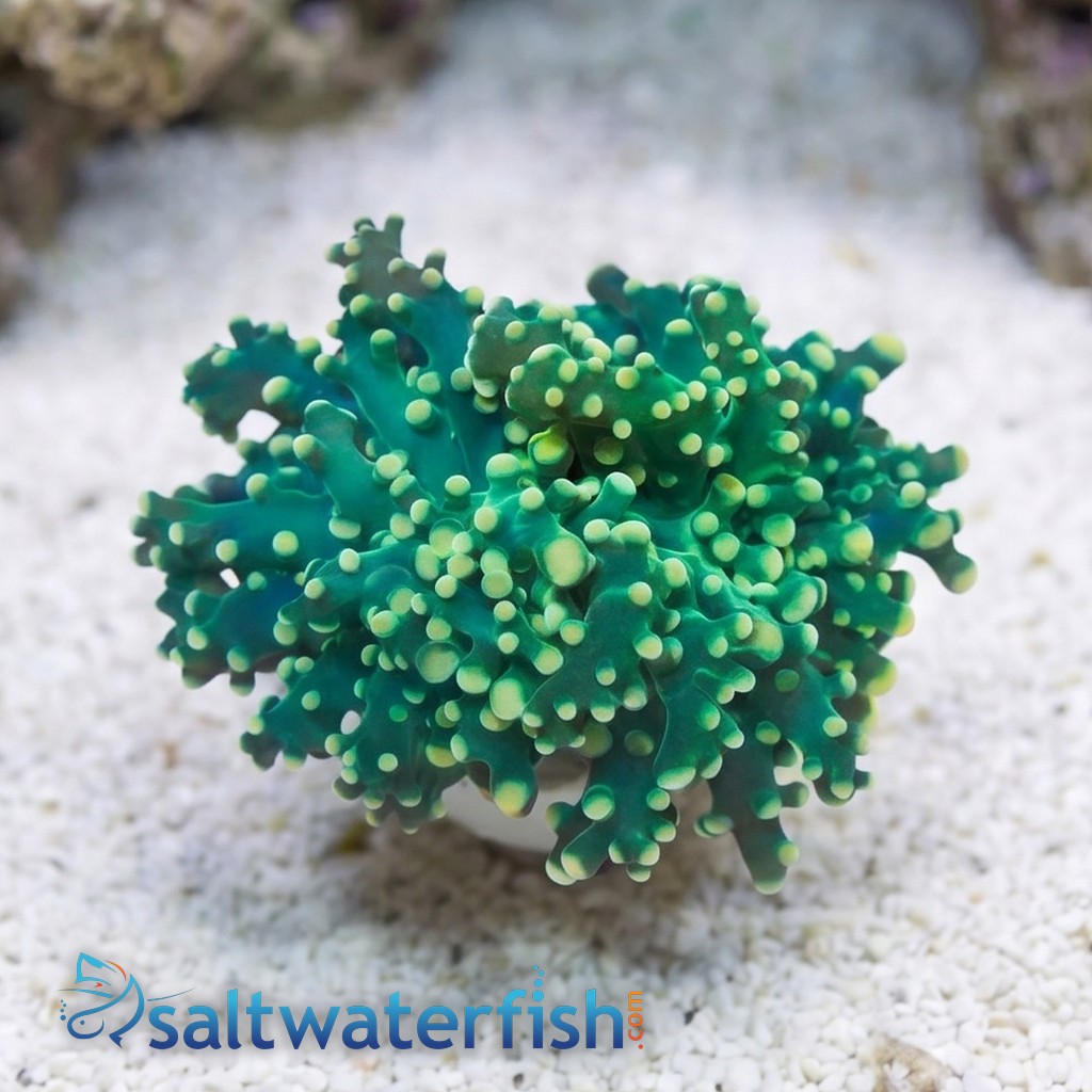 Octospawn Branching: Green w/ Gold Tips - Aquacultured