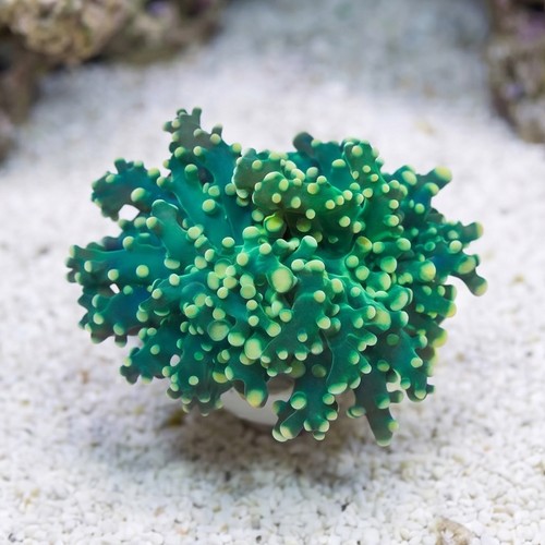 Octospawn Branching: Green w/ Gold Tips - Aquacultured