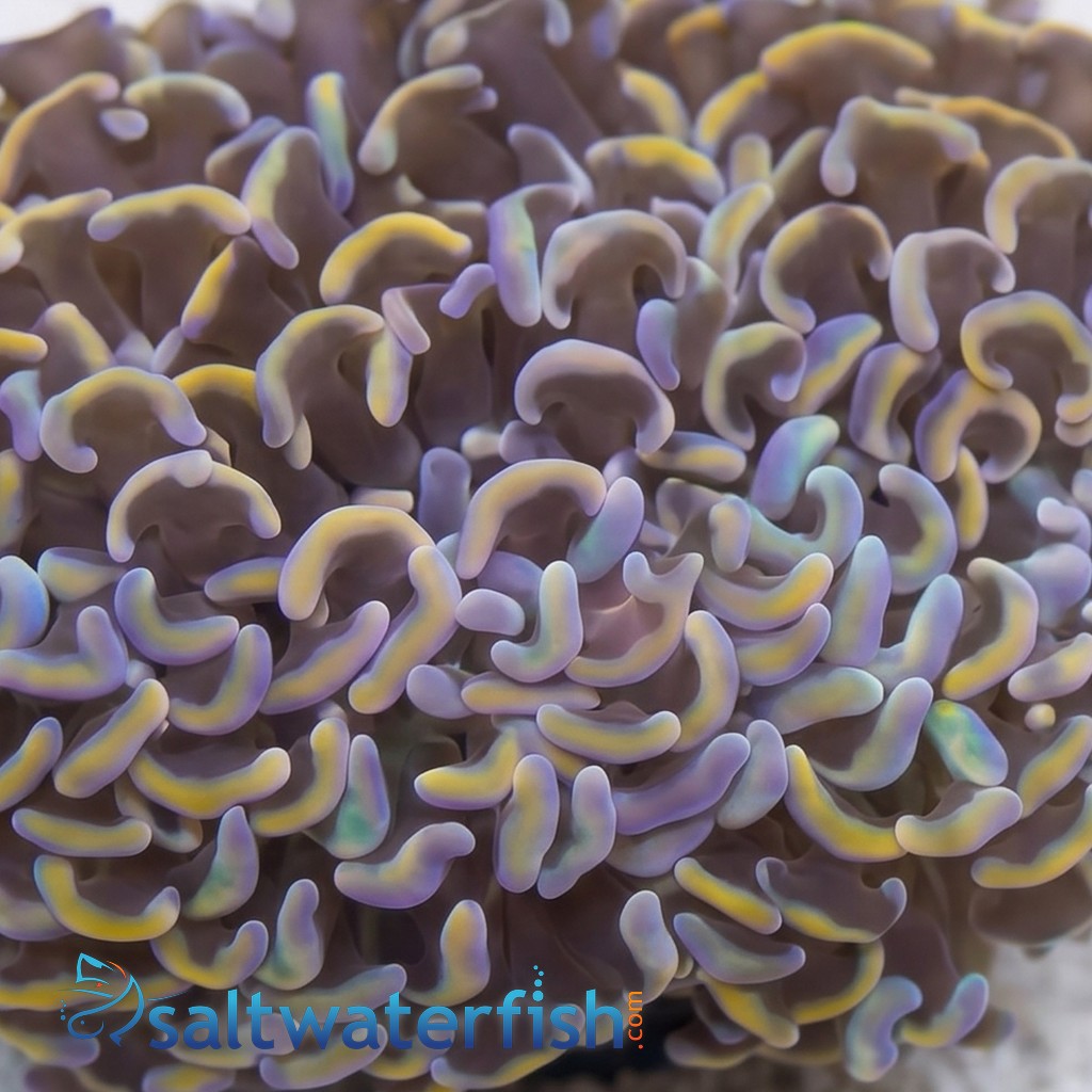 Hammer Coral: Orange Tip