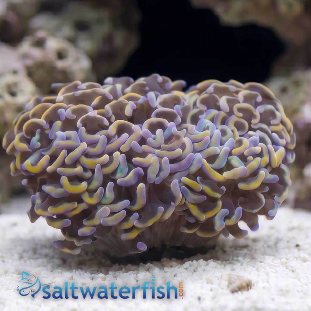 Hammer Coral: Orange Tip