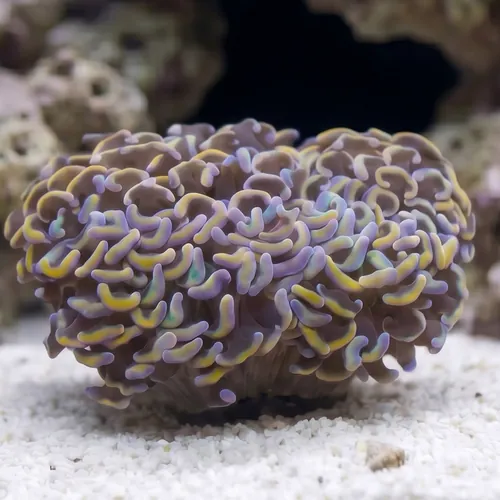 Hammer Coral: Orange Tip