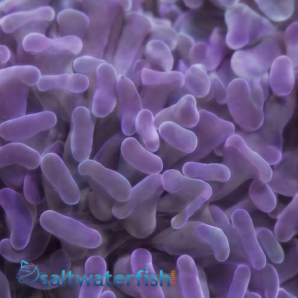 Hammer Coral: Pink