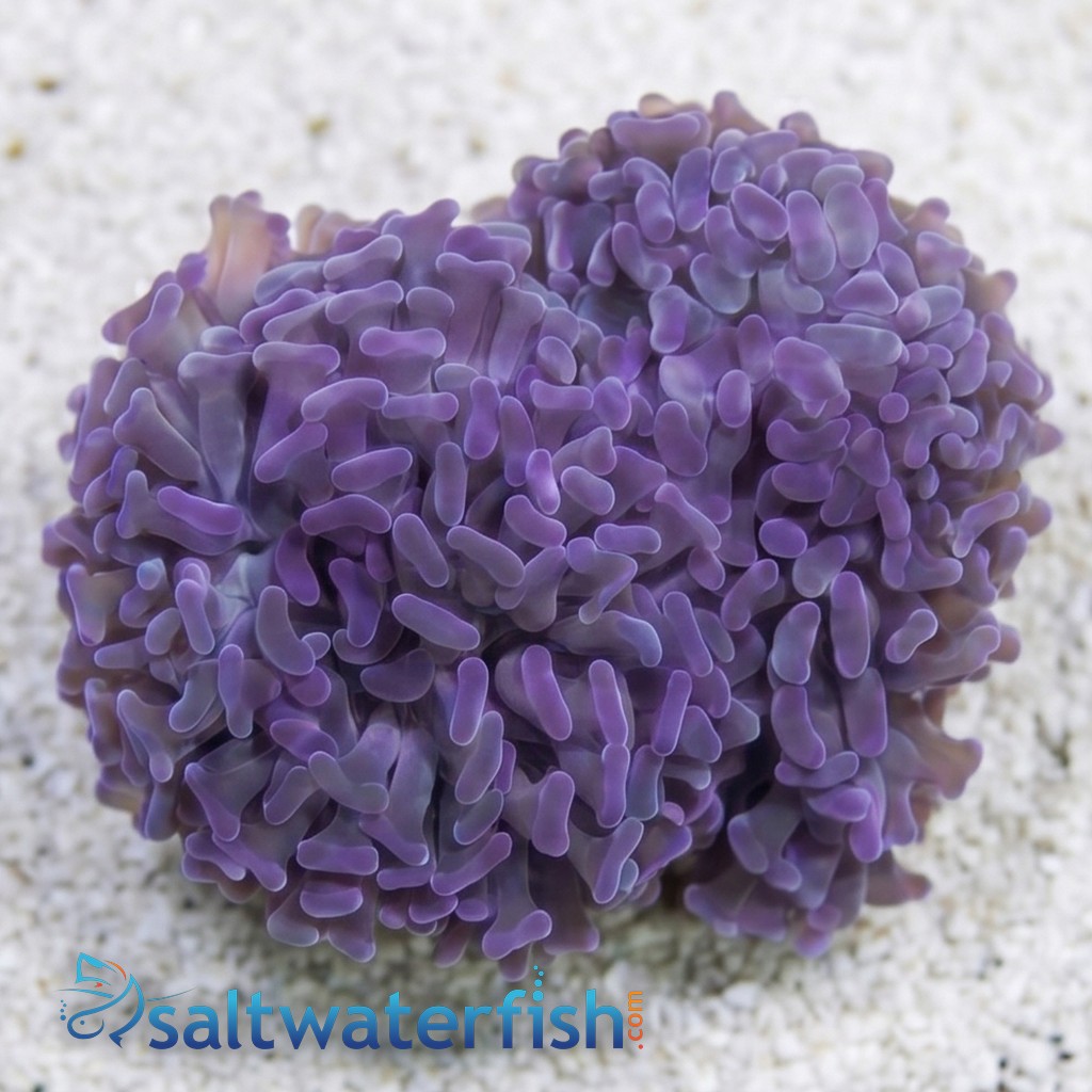 Hammer Coral: Pink