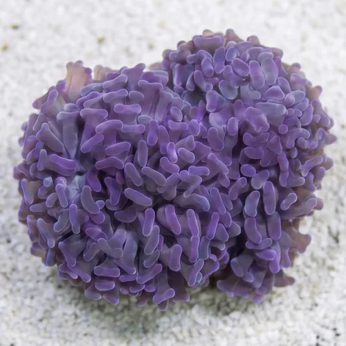 Hammer Coral: Pink