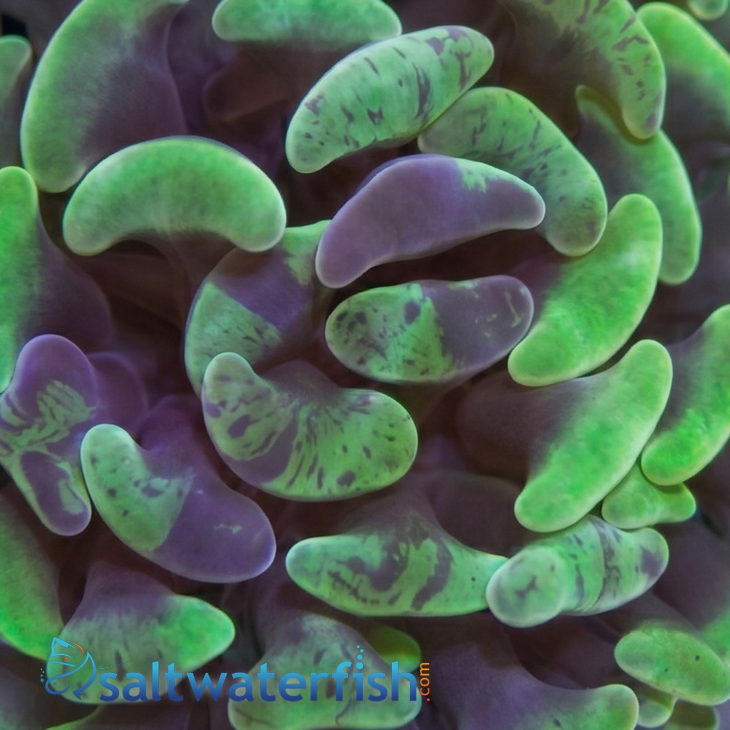 Hammer Coral: Branching Green/Purple Splatter