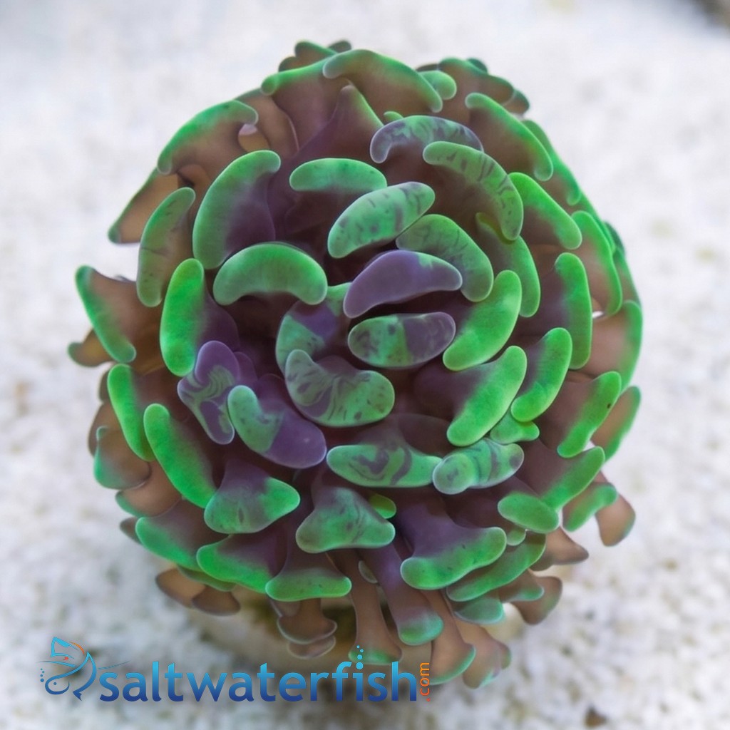 Hammer Coral: Branching Green/Purple Splatter