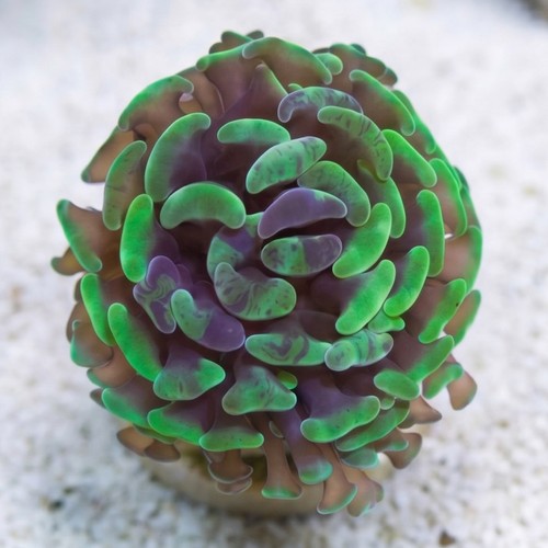 Hammer Coral: Branching Green/Purple Splatter
