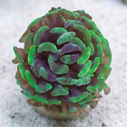 Hammer Coral: Branching Green/Purple Splatter