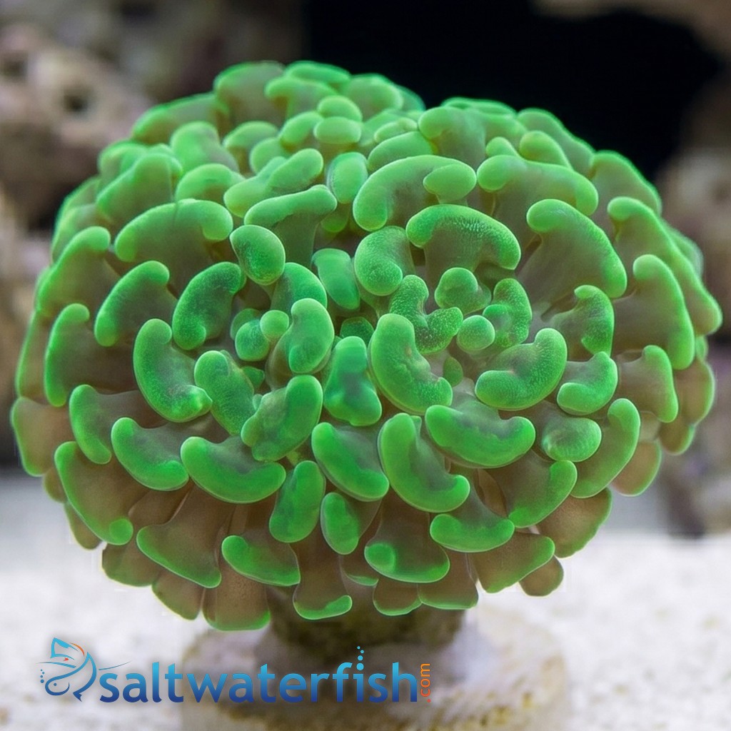 Hammer Coral : Branching Green