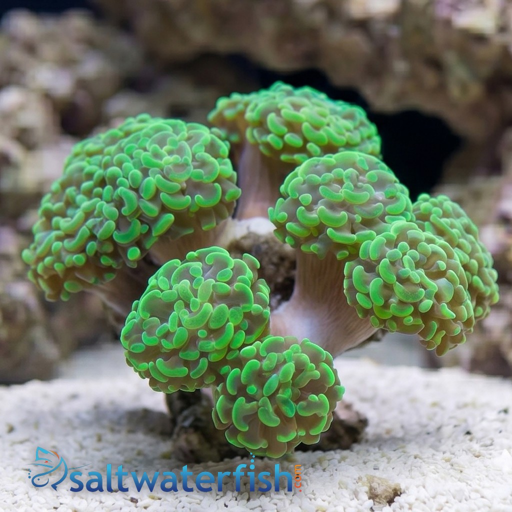 Hammer Coral : Branching Green