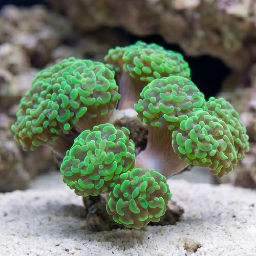 Hammer Coral : Branching Green