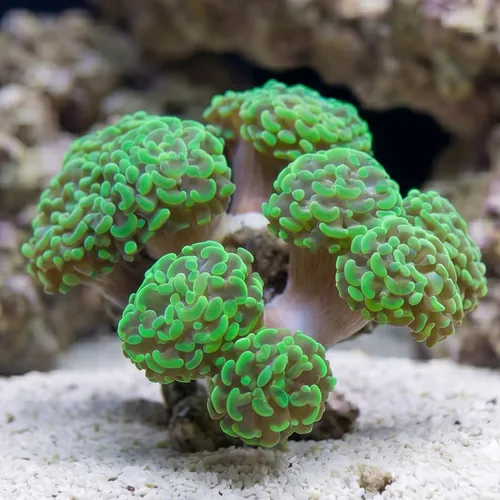 Hammer Coral : Branching Green