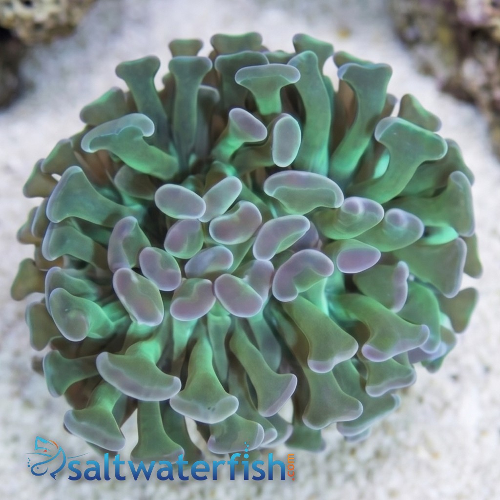 Hammer Coral:Branching Neon Green - Indo Pacific