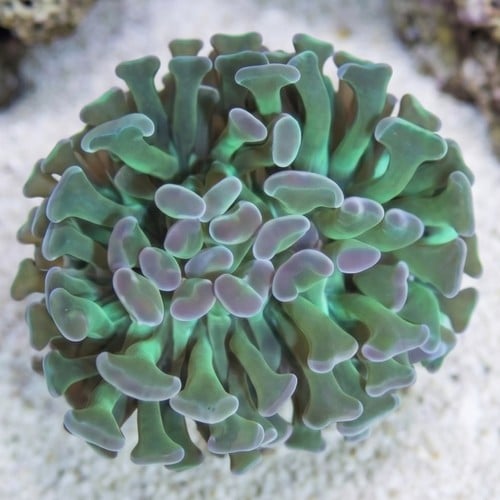 Hammer Coral:Branching Neon Green - Indo Pacific