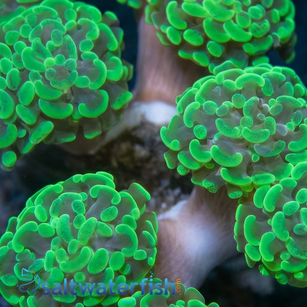 Hammer Coral:Branching Neon Green - South Pacific