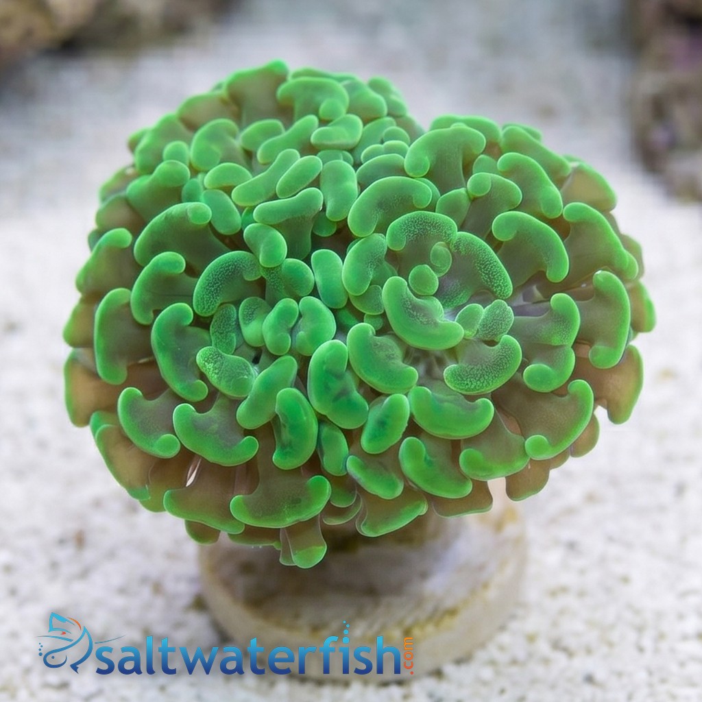 Hammer Coral:Branching Neon Green - South Pacific