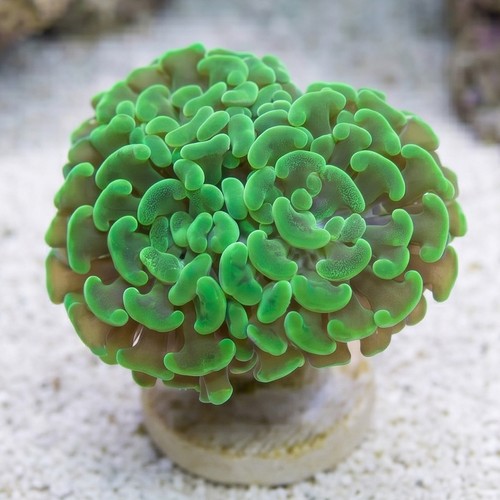 Hammer Coral:Branching Neon Green - South Pacific