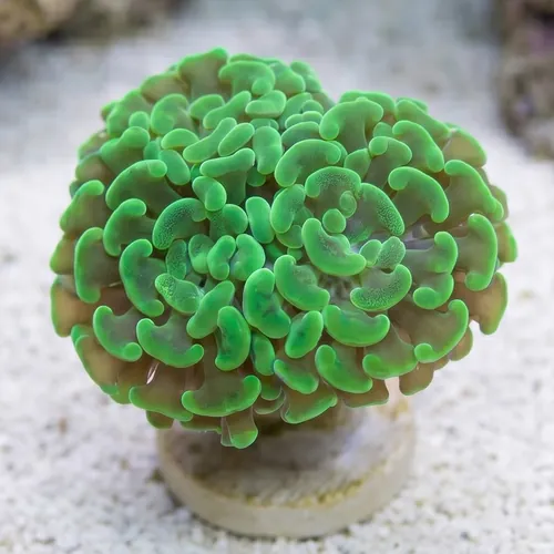 Hammer Coral:Branching Neon Green - South Pacific