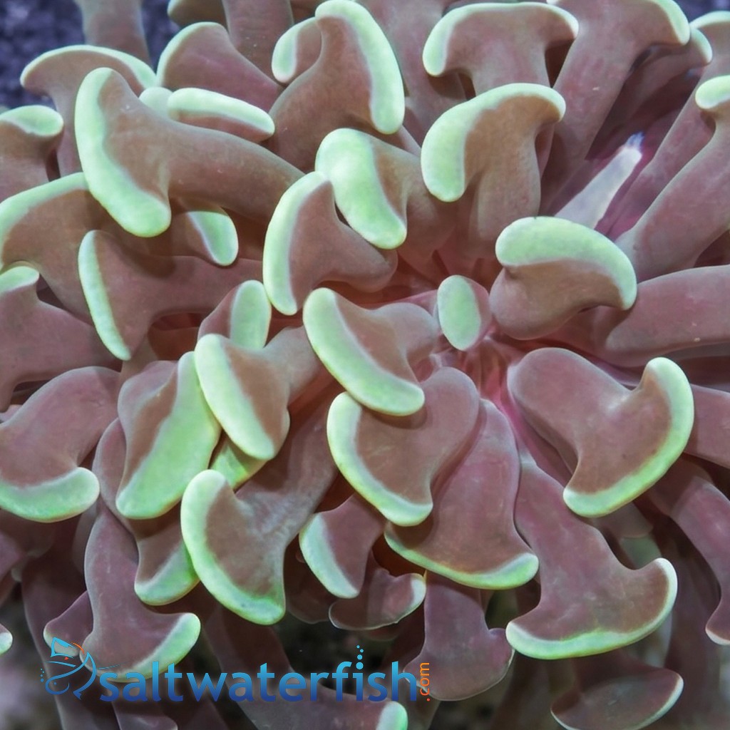 Hammer Coral:Branching Green - Indo Pacific