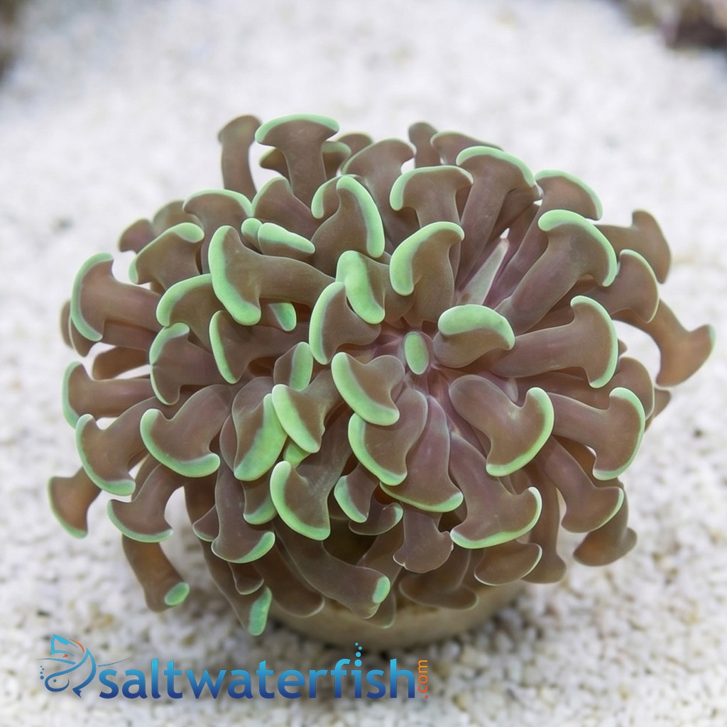 Hammer Coral:Branching Green - Indo Pacific