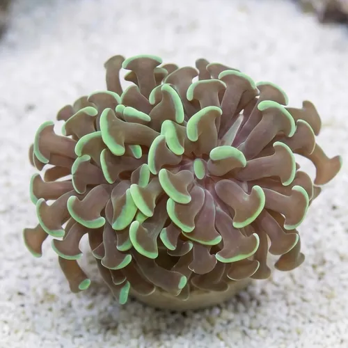 Hammer Coral:Branching Green - Indo Pacific