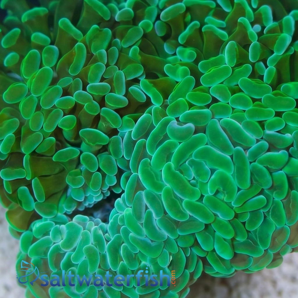 Hammer Coral:Branching Green - South Pacific