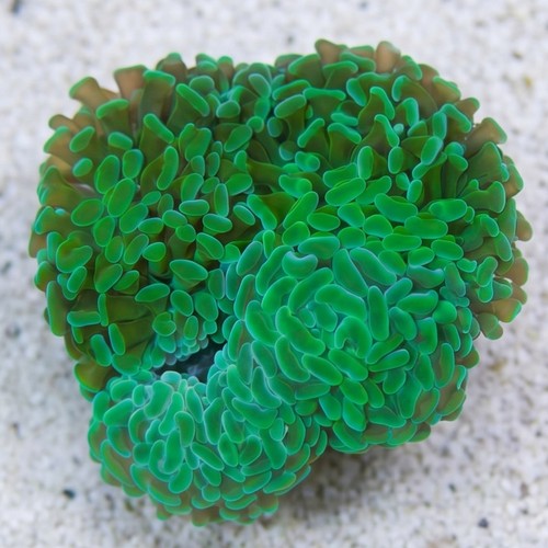 Hammer Coral:Branching Green - South Pacific
