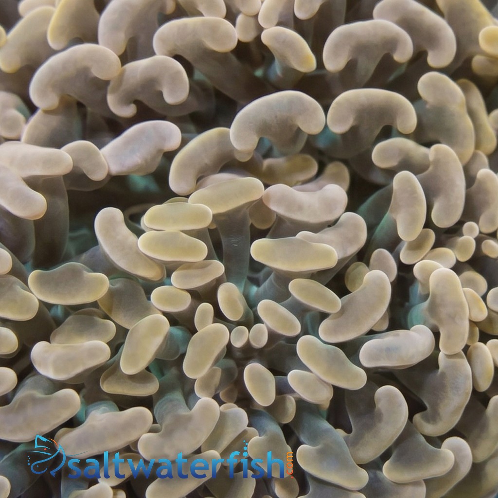 Hammer Coral Branch: Orange Tip - Indo Pacific
