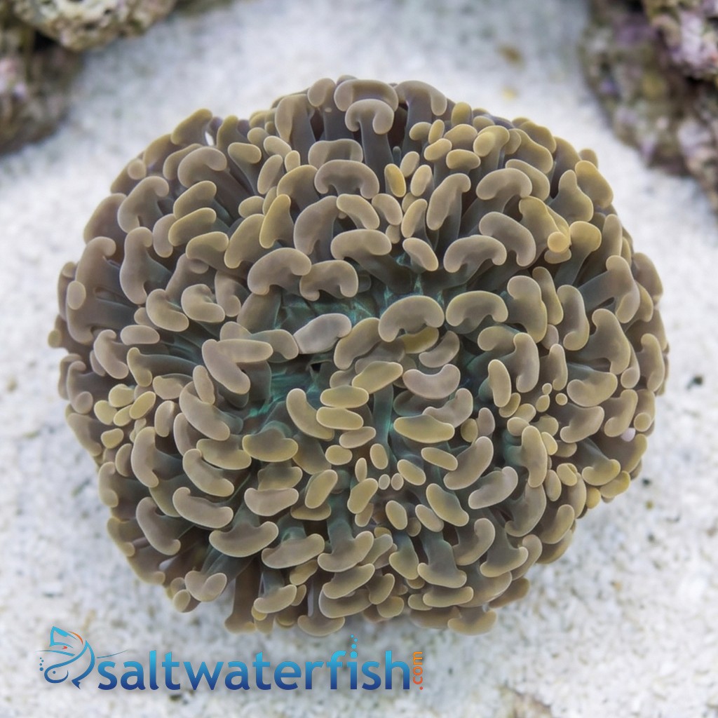 Hammer Coral Branch: Orange Tip - Indo Pacific