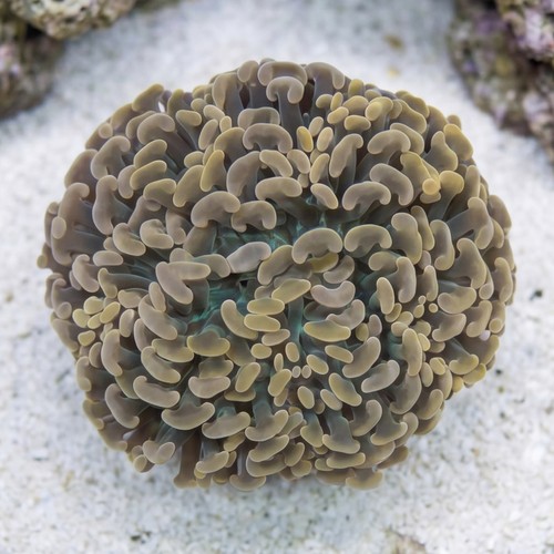 Hammer Coral Branch: Orange Tip - Indo Pacific