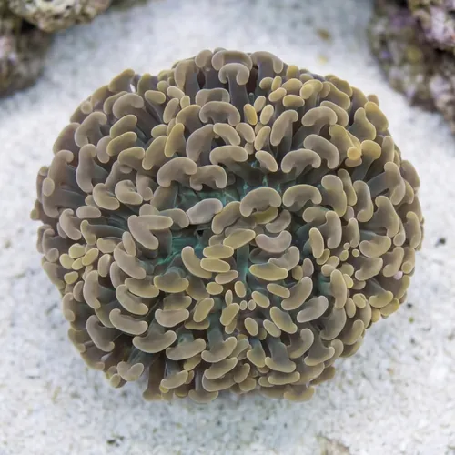 Hammer Coral Branch: Orange Tip - Indo Pacific