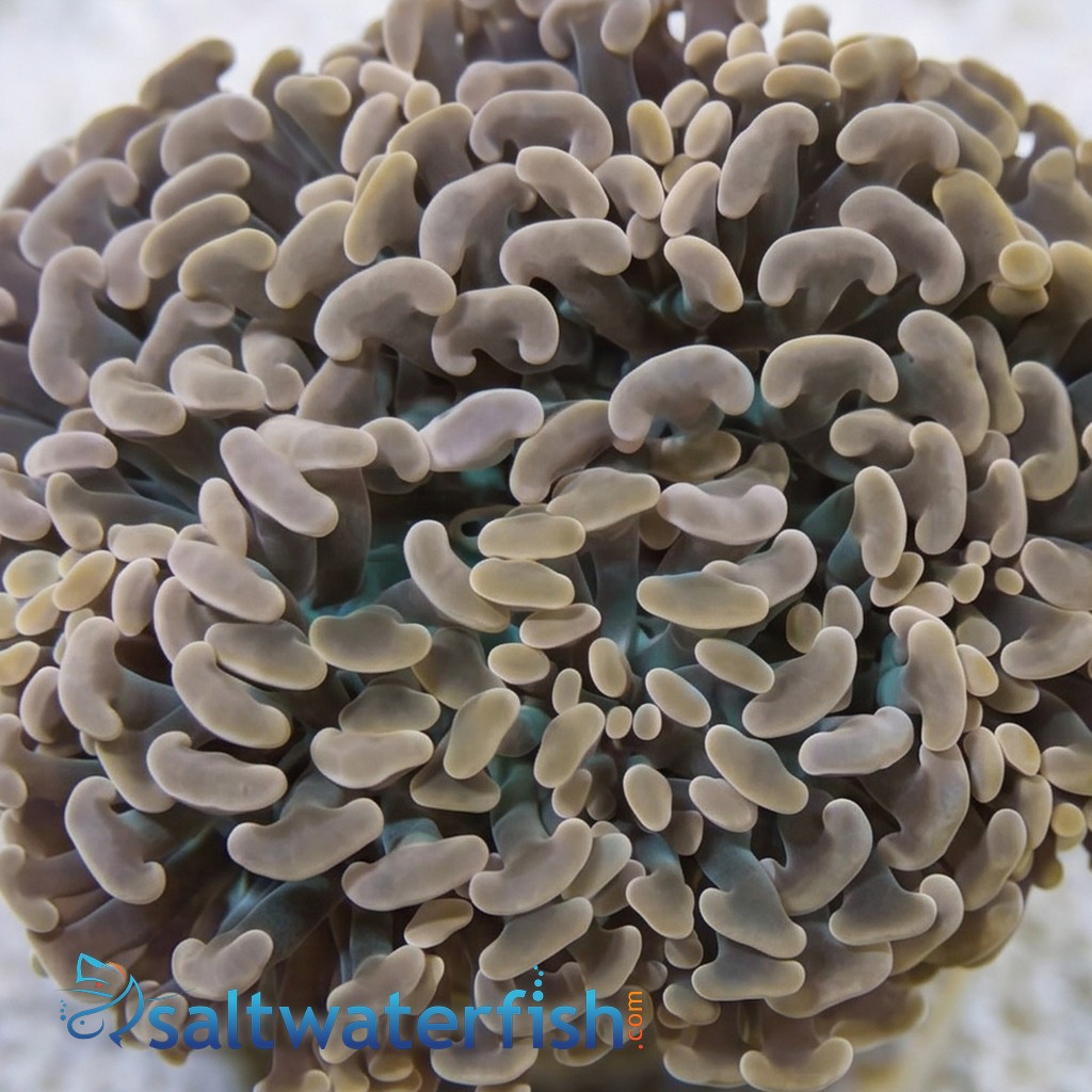 Hammer Coral Branch: Orange Tip - Indo Pacific
